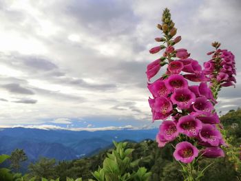 Close-up of pink flowering plant against cloudy sky