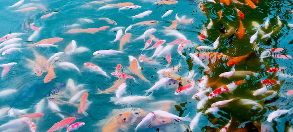 View of koi carps swimming in lake