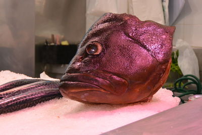 Close-up of dead fish at market stall for sale