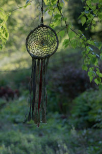 Close-up of plant hanging on tree