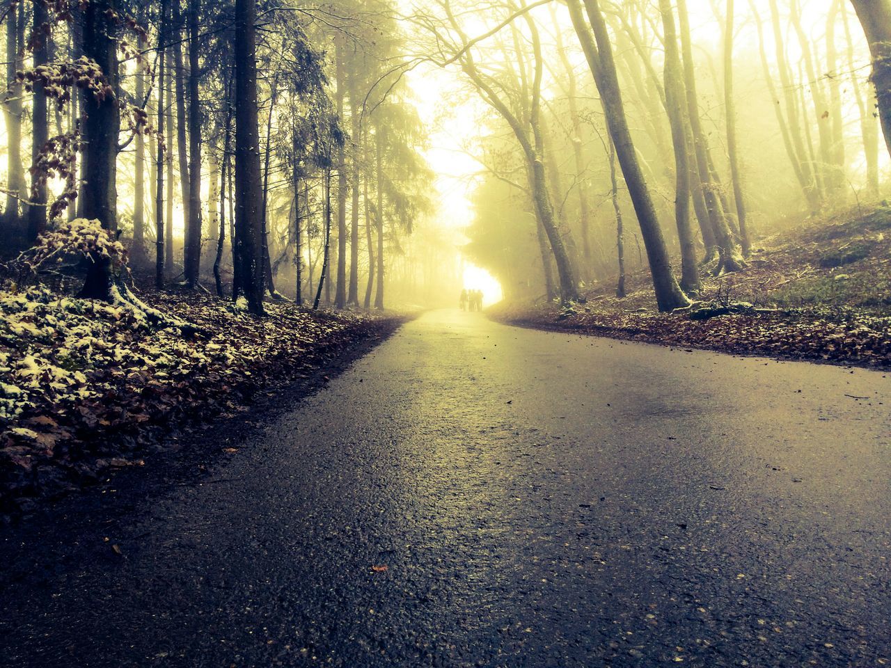 tree, the way forward, tranquility, sun, sunlight, tranquil scene, sunbeam, tree trunk, diminishing perspective, nature, vanishing point, road, forest, beauty in nature, lens flare, transportation, scenics, growth, sunset, footpath