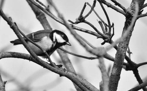 Low angle view of bird perching on tree against sky