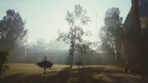 Sun shining through trees