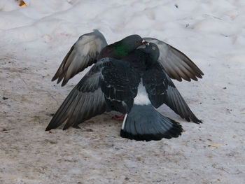 Close-up of pigeons on snow covered field