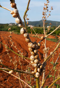 Close-up of plant growing on field against sky