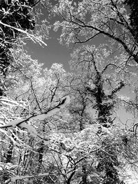 Bare trees against sky