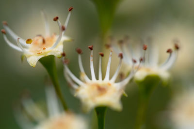 Close-up of white flowering plant