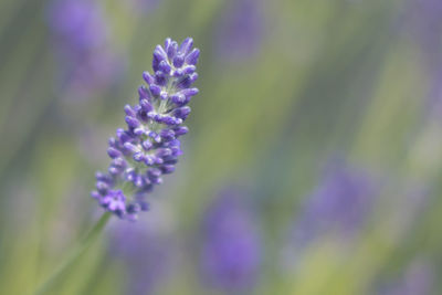 Close-up of purple flowers