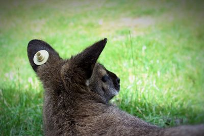 Close-up of cat sitting on grass