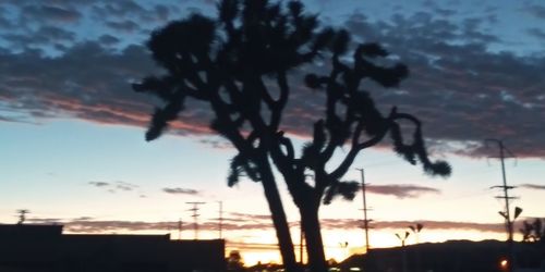 Low angle view of silhouette trees against sky at sunset