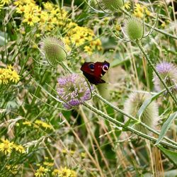 Butterfly pollinating on flower