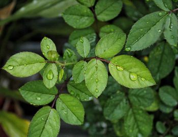 Close-up of raindrops on rose leaves