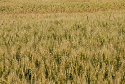 Full frame shot of wheat field