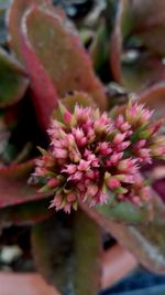 Close-up of flower against blurred background