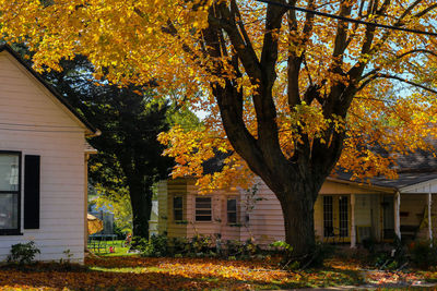 Tree in autumn