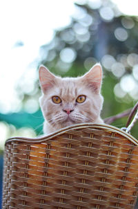 Close-up portrait of a cat