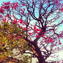 Low angle view of pink flowers