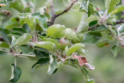 Close-up of fresh green leaves on plant