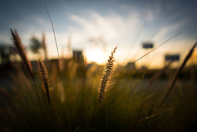 Close-up of grass on field against sky at sunset