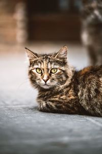 Close-up portrait of tabby cat