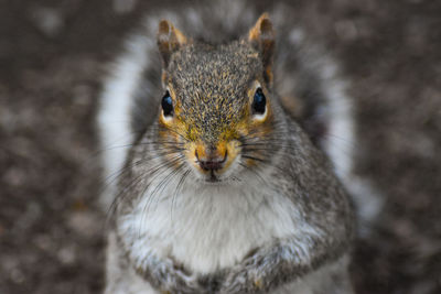 Close-up portrait of squirrel