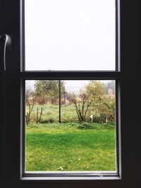 Trees on field seen through window