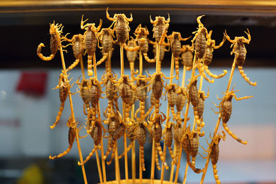 Close-up of scorpion for sale at market