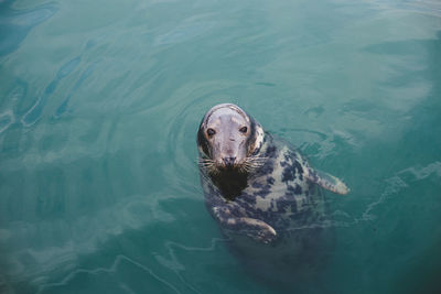 High angle view of seal swimming in sea