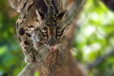 Male adult clouded leopard neofelis nebulosa is listed as vulnerable and can be found in asia.