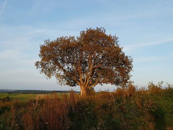 Tree on field against sky