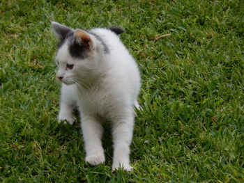 Cat looking away on field