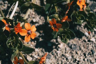 High angle view of orange flowering plants