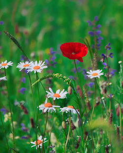 Close-up of red flowering plant on field