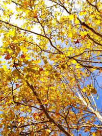 Low angle view of yellow flowering tree