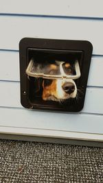 Dog looking through window