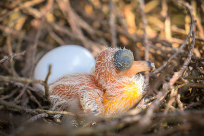 Close-up of birds in nest