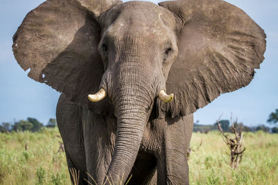 Elephant on landscape against sky