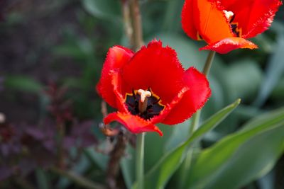 Close-up of red rose flower