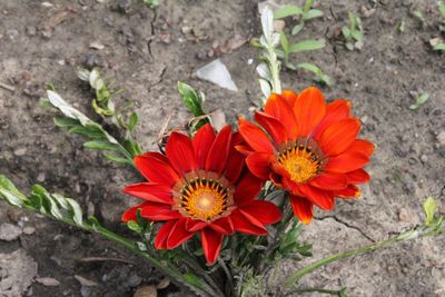 High angle view of red flowering plants