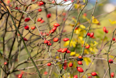 Close-up of red berries growing on tree