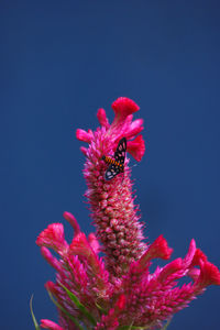 Celosia flower