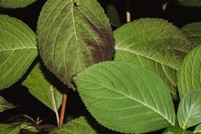 Close-up of green leaves