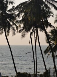 Palm trees at beach against sky