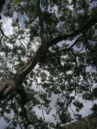 Low angle view of trees in forest against sky