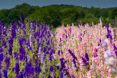 Purple flowering plants on field