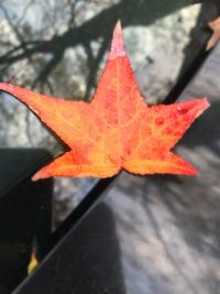 Close-up of orange maple leaf during autumn