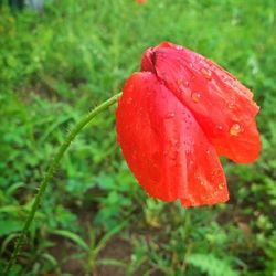 Close-up of red flower blooming in field