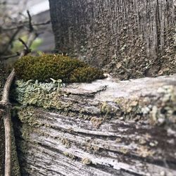 Close-up of tree stump