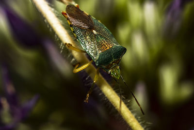 Close-up of insect on plant