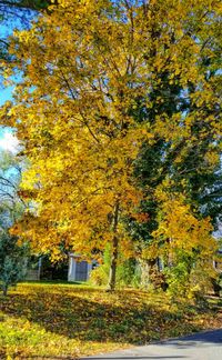 Close-up of yellow autumn tree